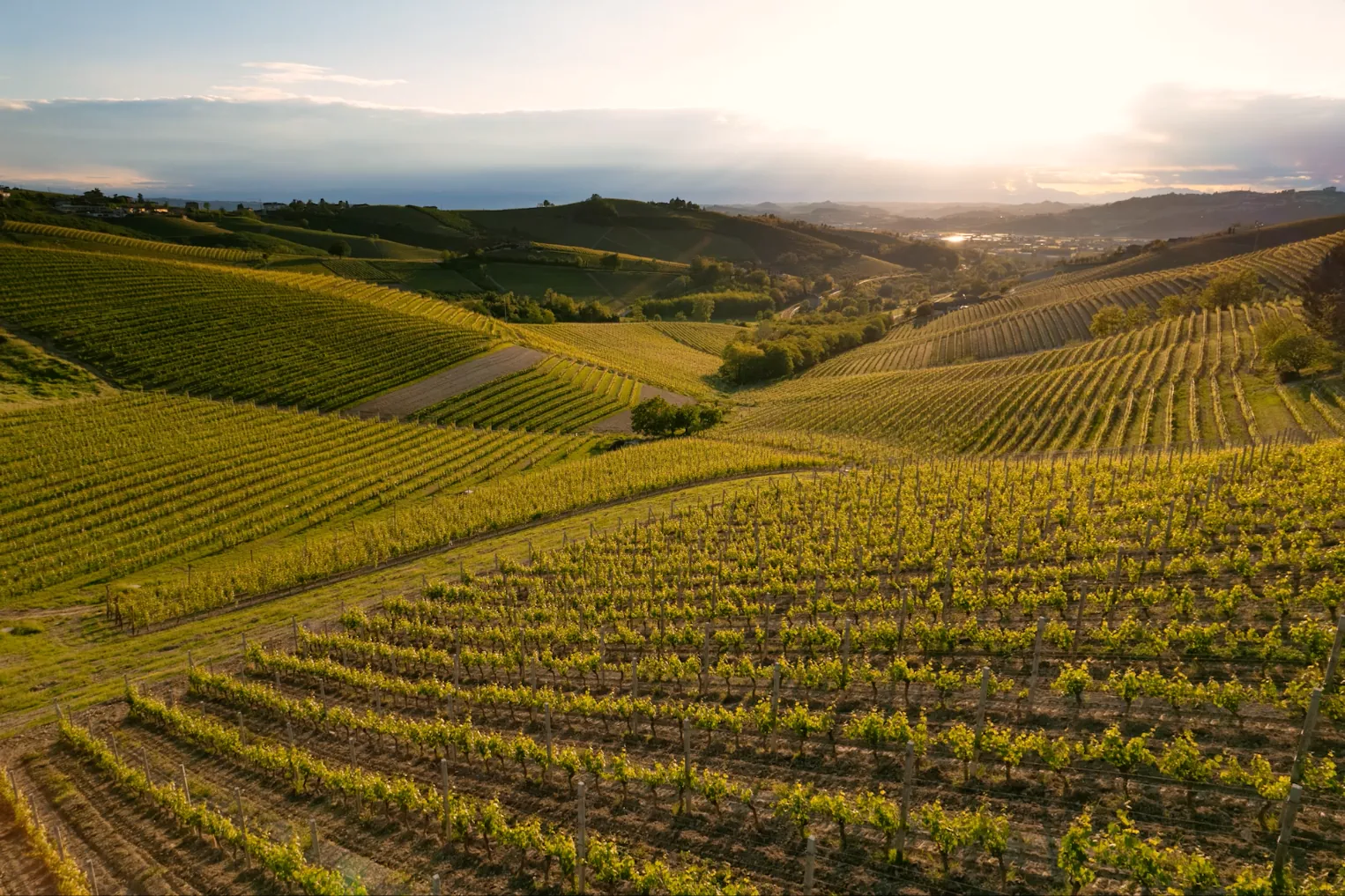The Langhe — MON